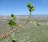 genus Betula. Верхушки побегов. Дагестан, Левашинский р-н, окр. с. Леваши, ок. 1400 м н.у.м., каменистый склон. 01.06.2019.