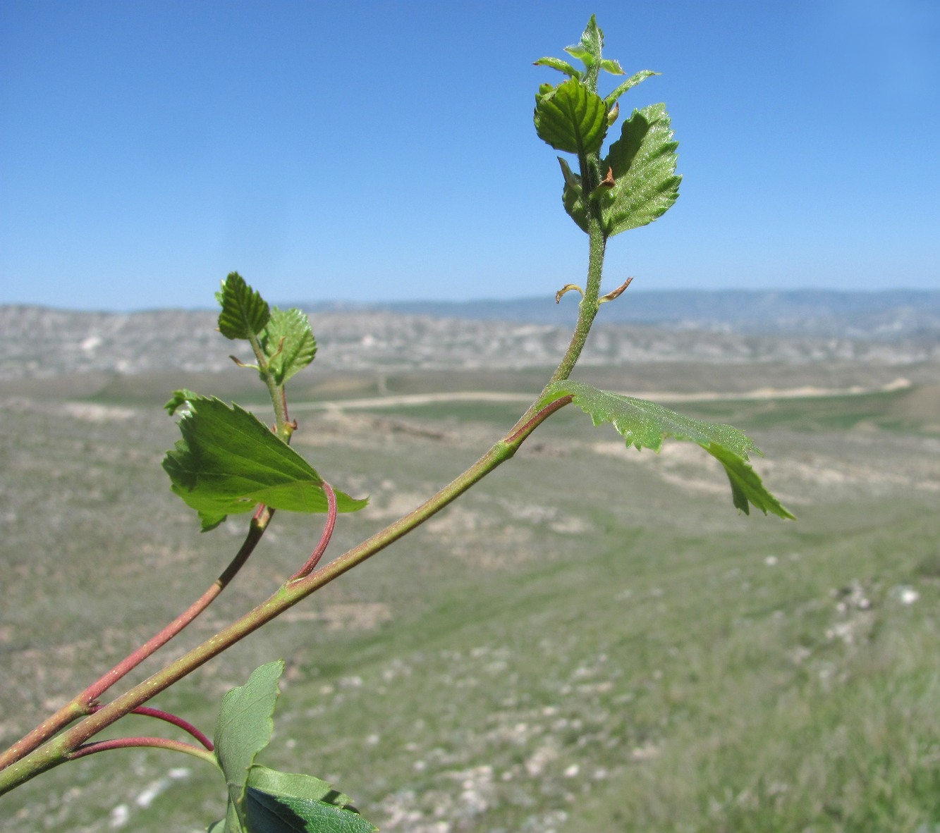 Image of genus Betula specimen.