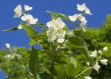 Philadelphus caucasicus