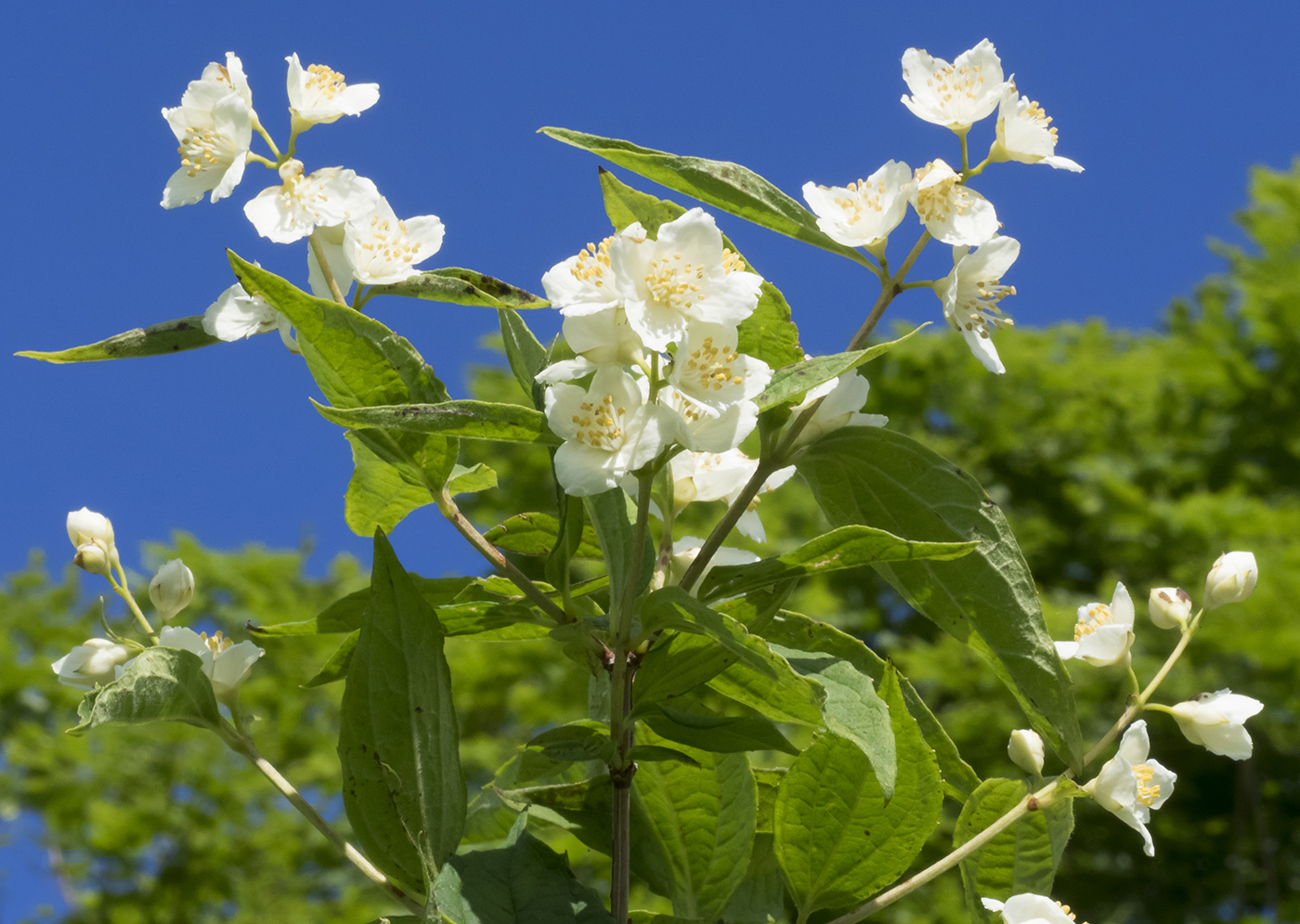 Image of Philadelphus caucasicus specimen.