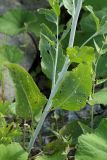 Lepidium latifolium