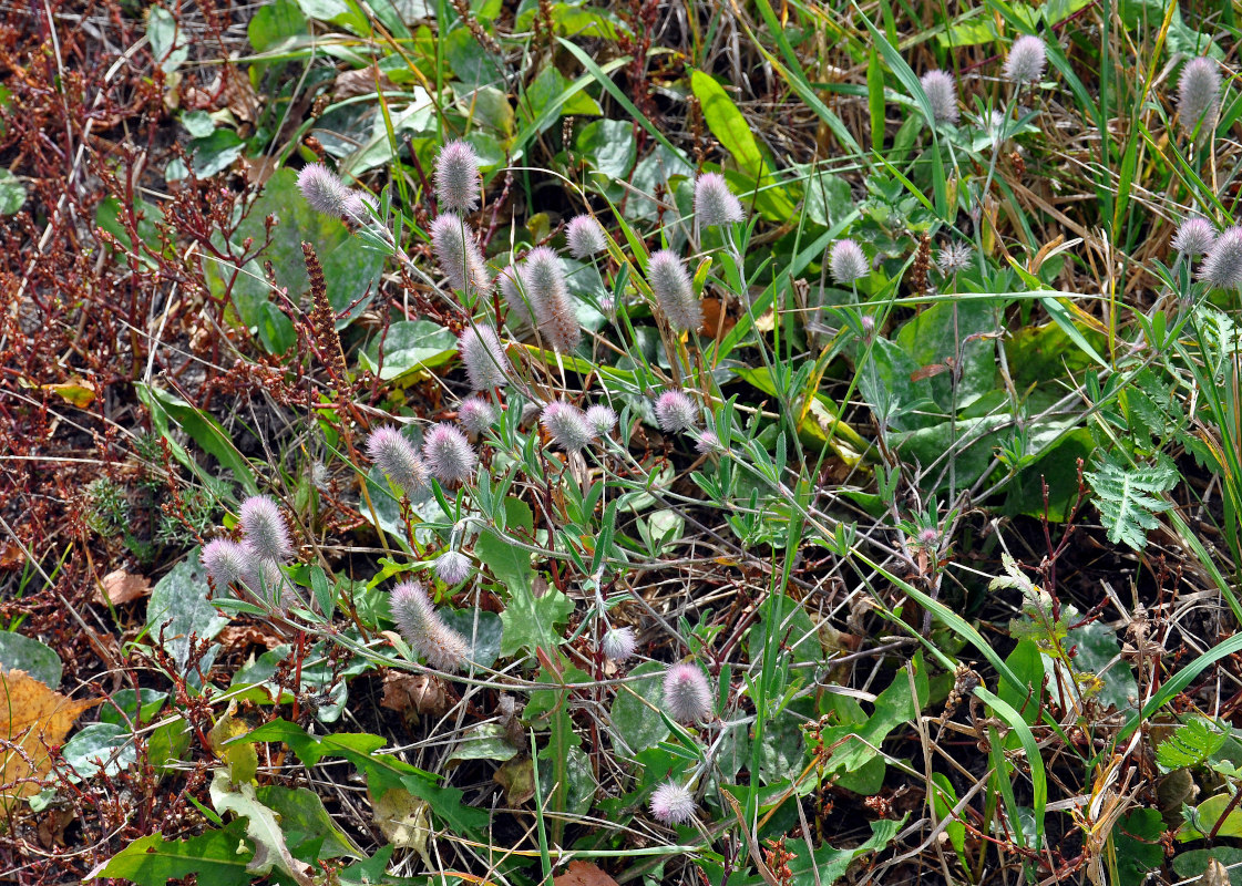 Image of Trifolium arvense specimen.