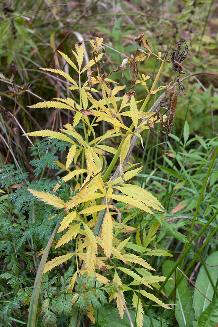 Image of Cicuta virosa specimen.