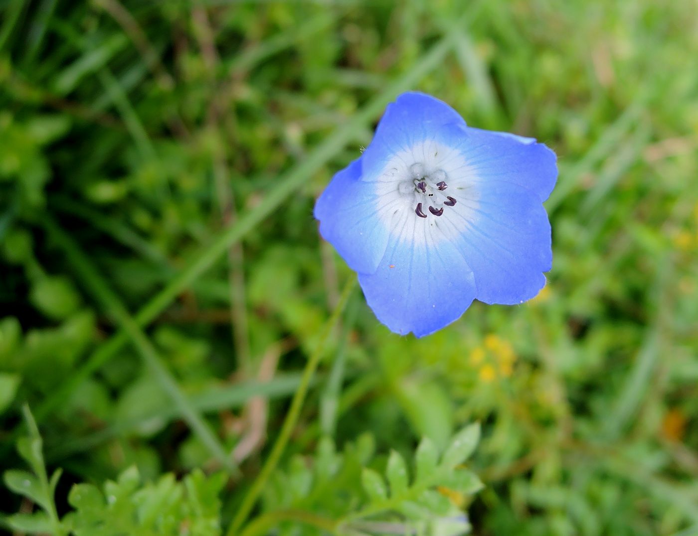 Изображение особи Nemophila menziesii.