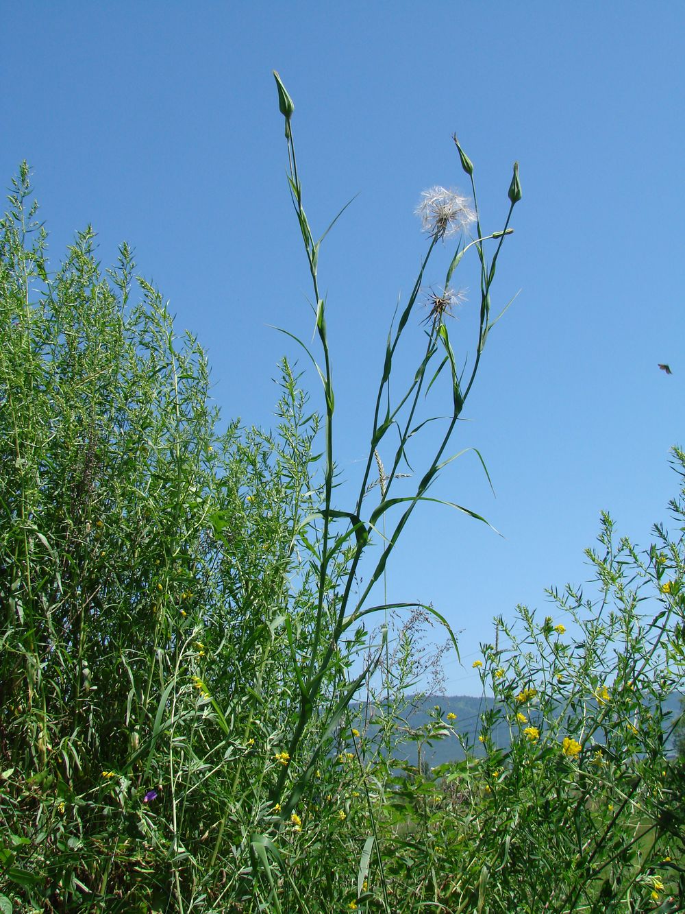 Image of Tragopogon orientalis specimen.