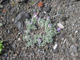Oxytropis pumilio. Цветущее растение (дерновинка). Камчатский край, Елизовский район, природный парк \"Вулканы Камчатки\", кордон Авачинский, подножье вулкана, 900 м н.у.м., щебнисто-кустарниковая тундра. 07.07.2010.