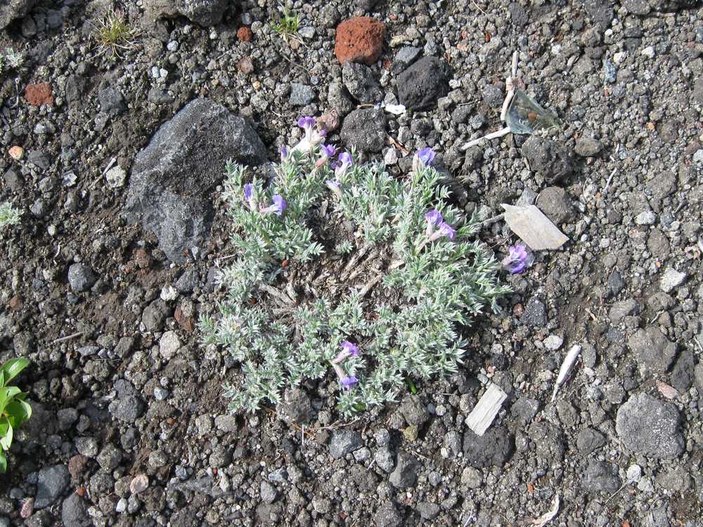 Image of Oxytropis pumilio specimen.