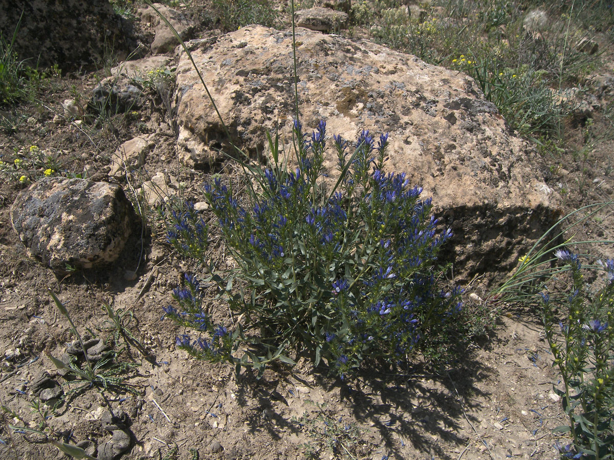 Изображение особи Moltkia caerulea.