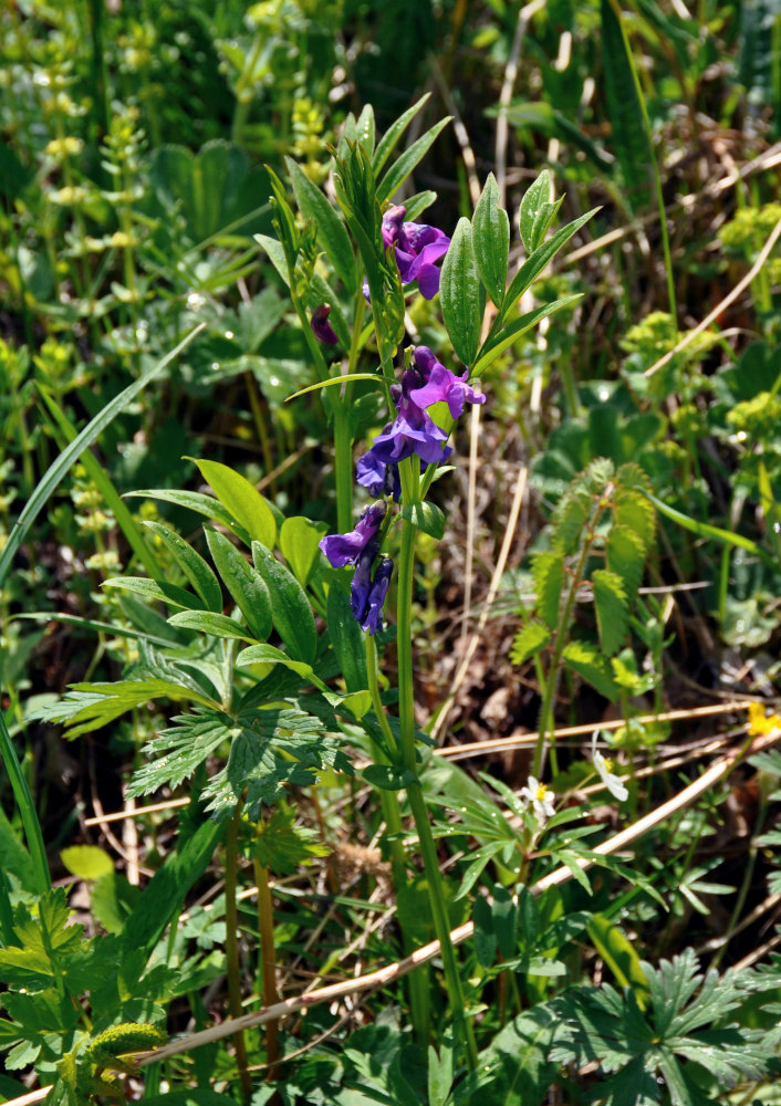 Изображение особи Lathyrus frolovii.