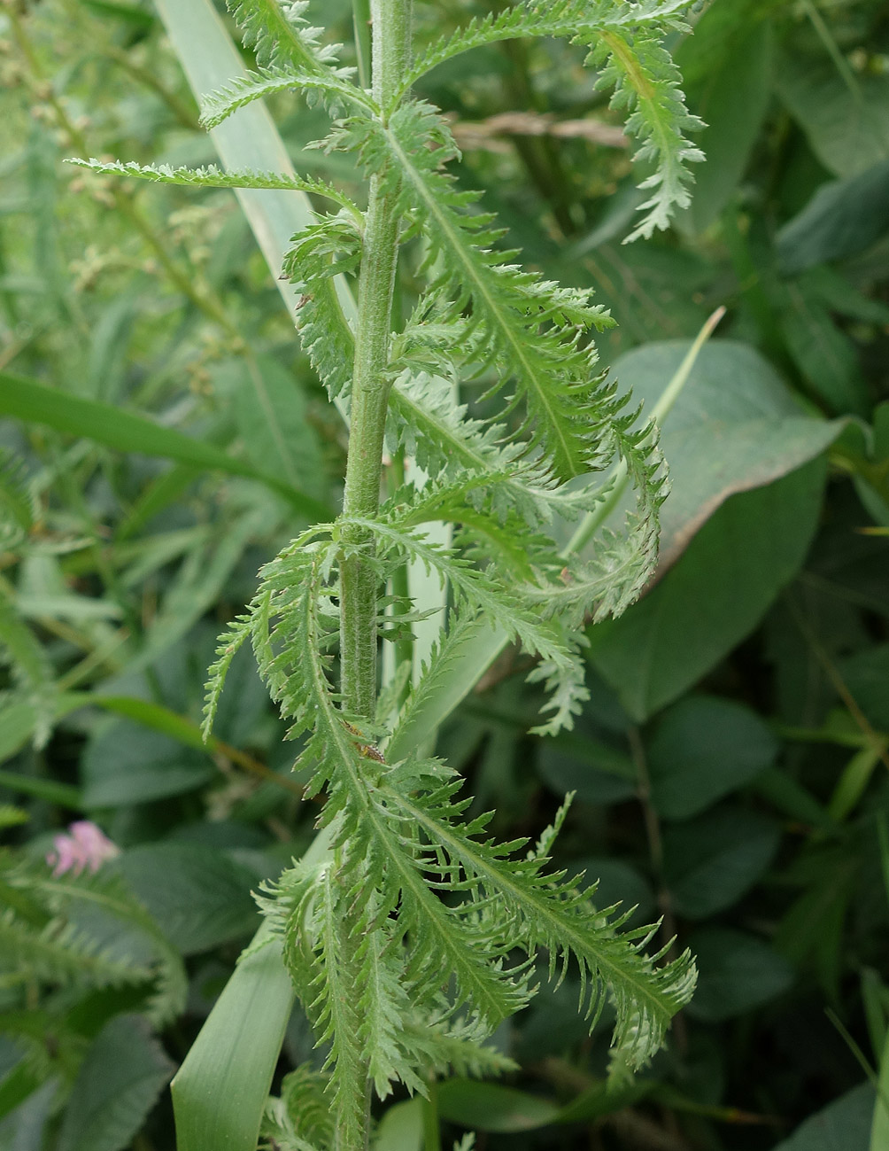 Image of Achillea alpina specimen.