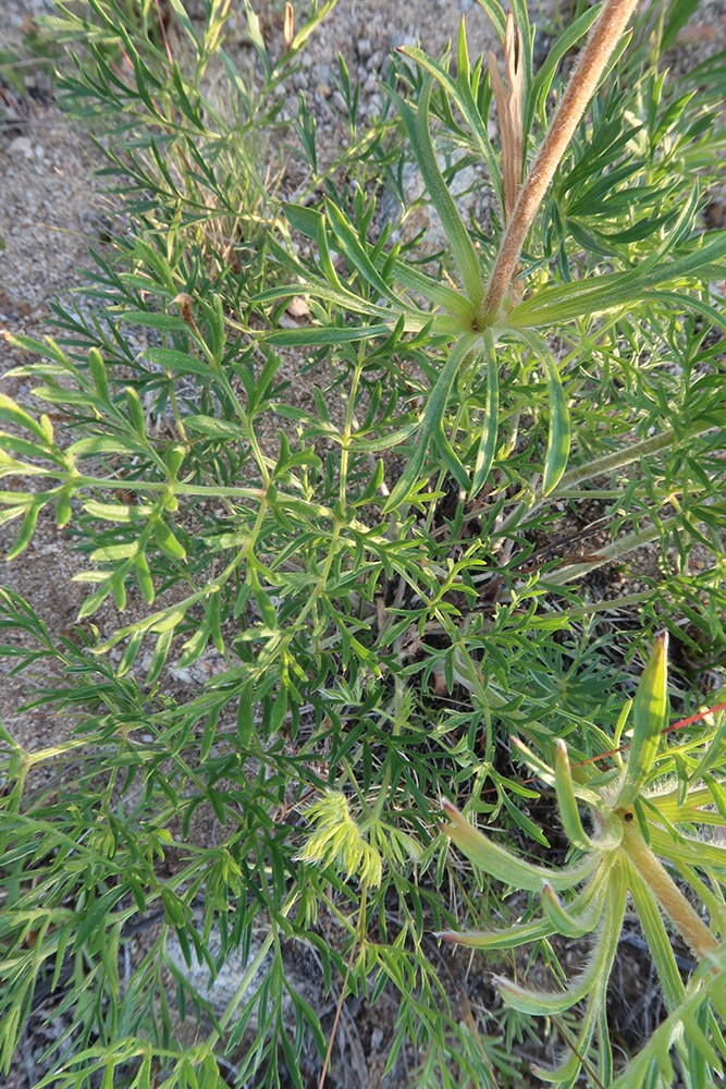 Image of genus Pulsatilla specimen.