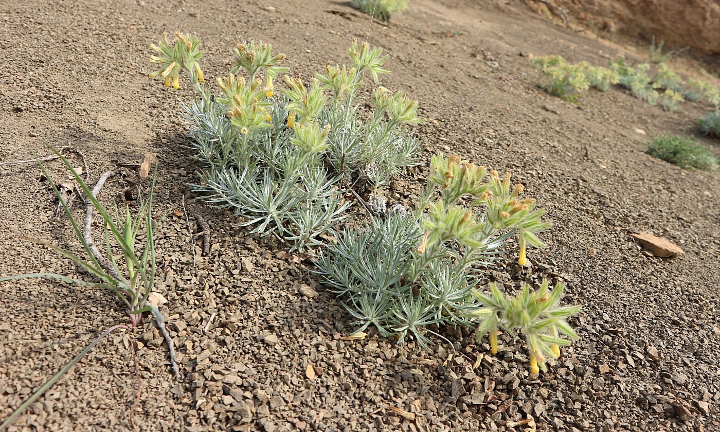 Изображение особи Onosma polyphylla.