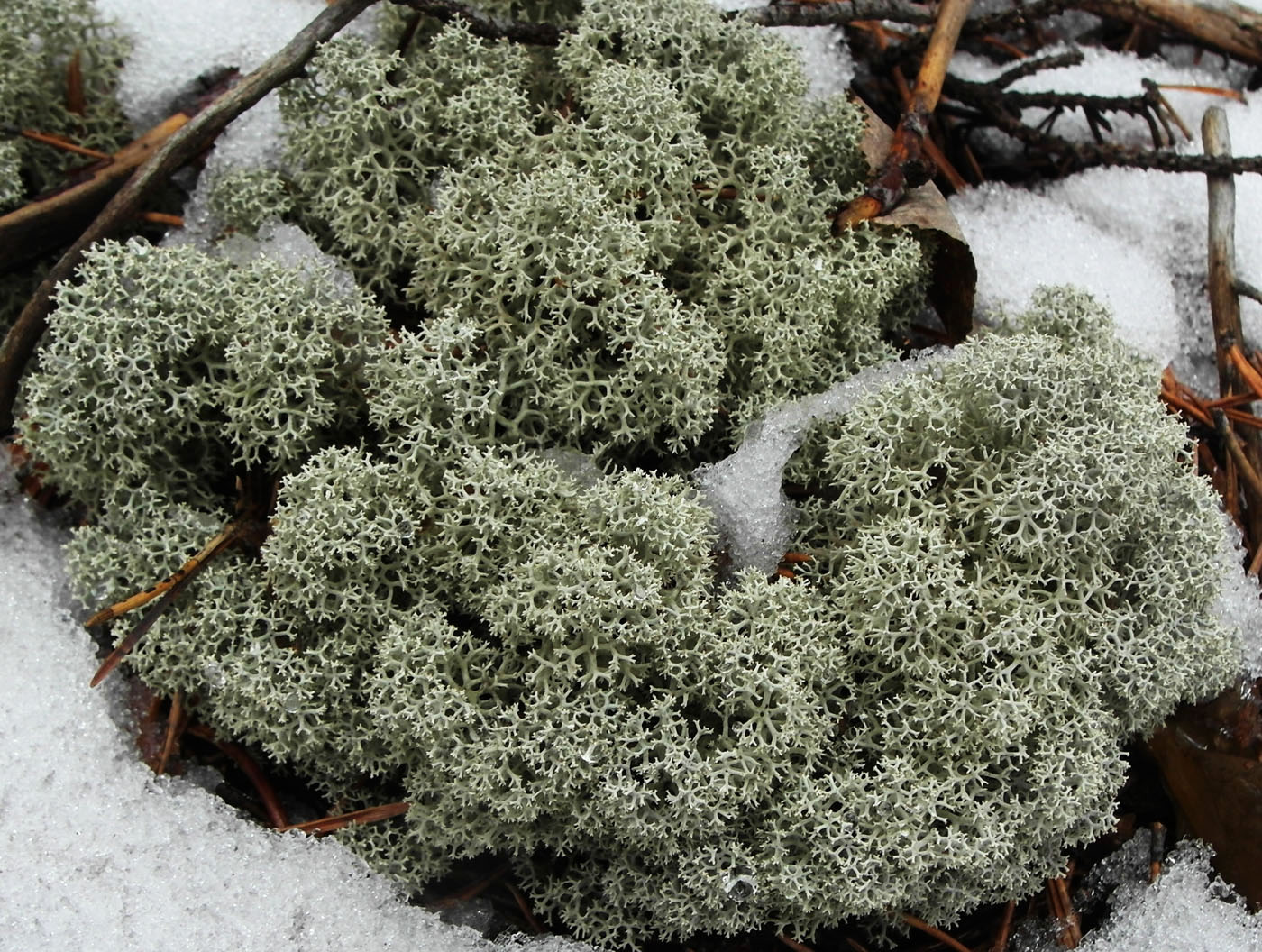 Image of Cladonia stellaris specimen.