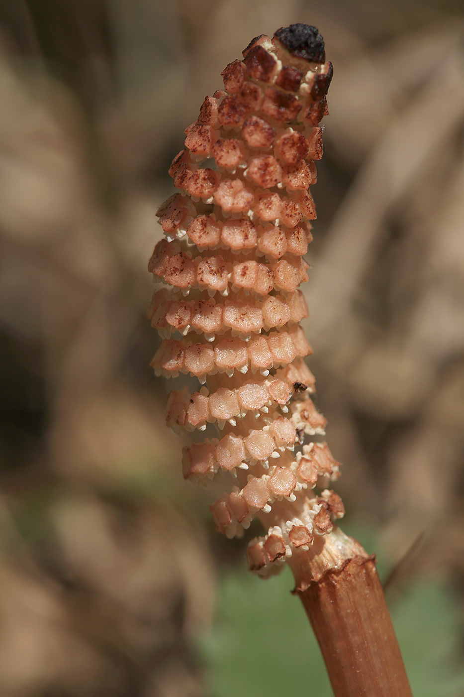 Изображение особи Equisetum arvense.