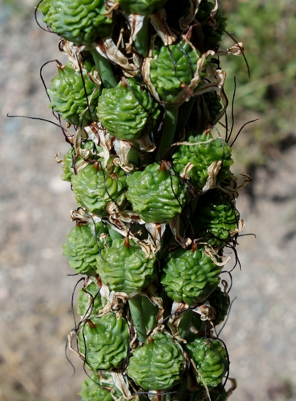 Image of Eremurus cristatus specimen.