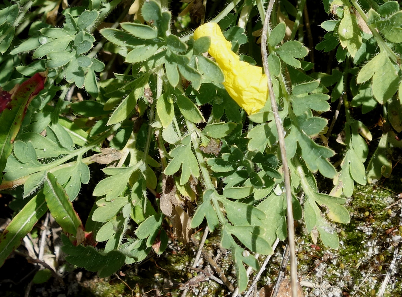 Image of Papaver croceum specimen.