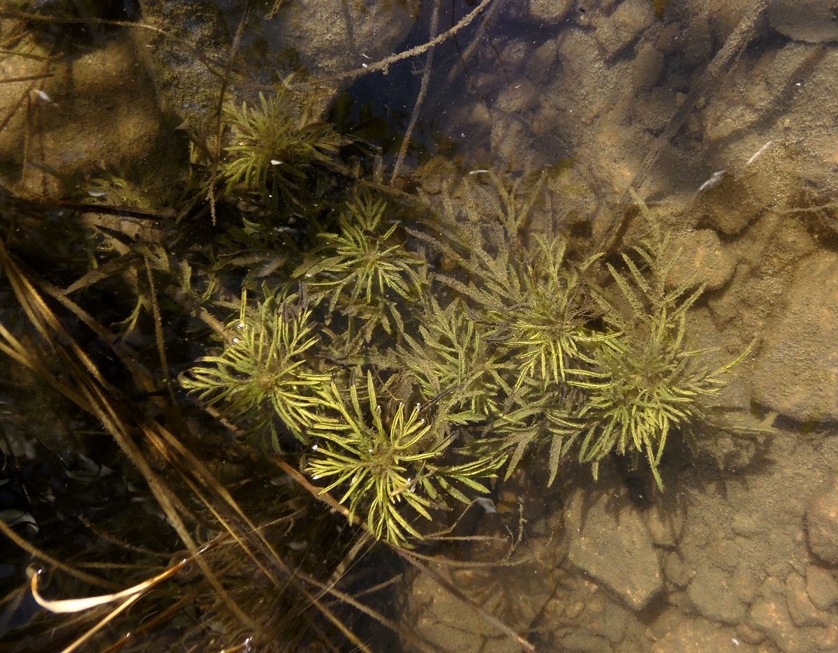 Изображение особи Ambrosia artemisiifolia.