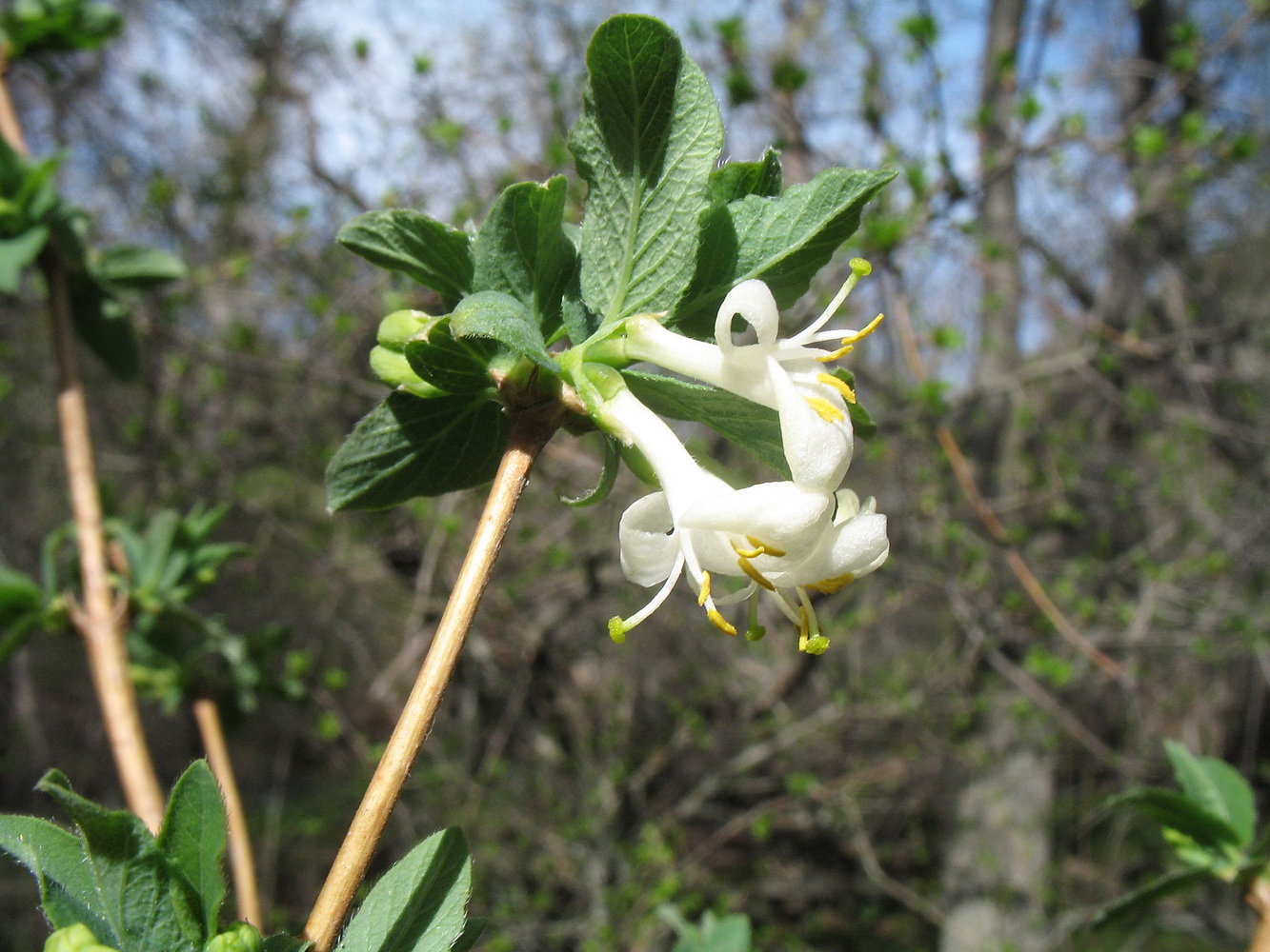 Image of Lonicera tianschanica specimen.