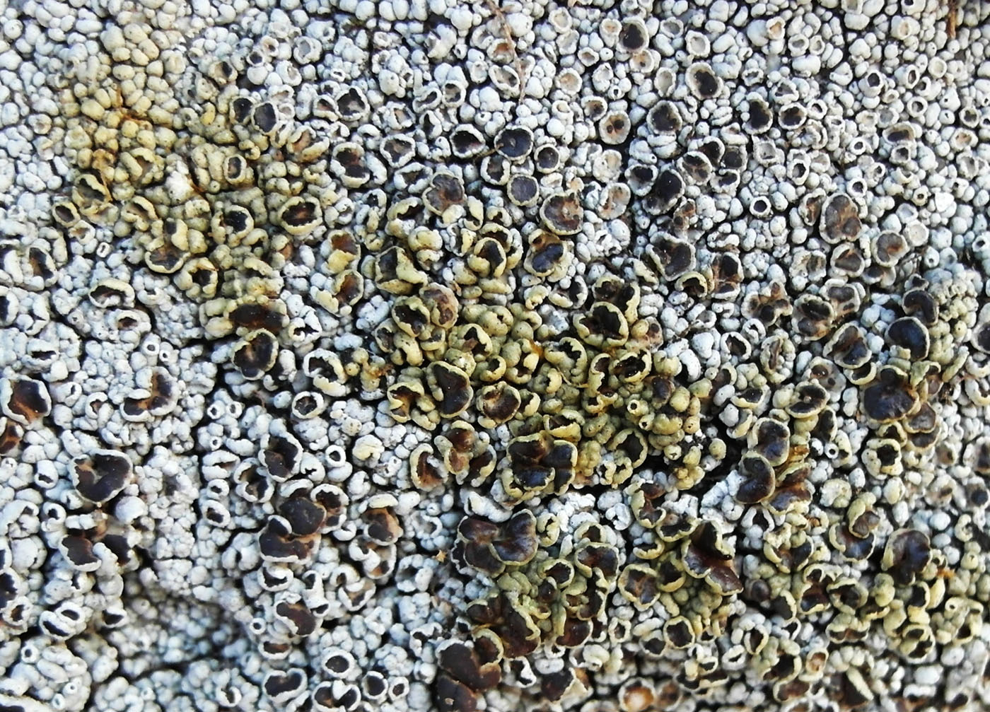 Изображение особи Lecanora argopholis.