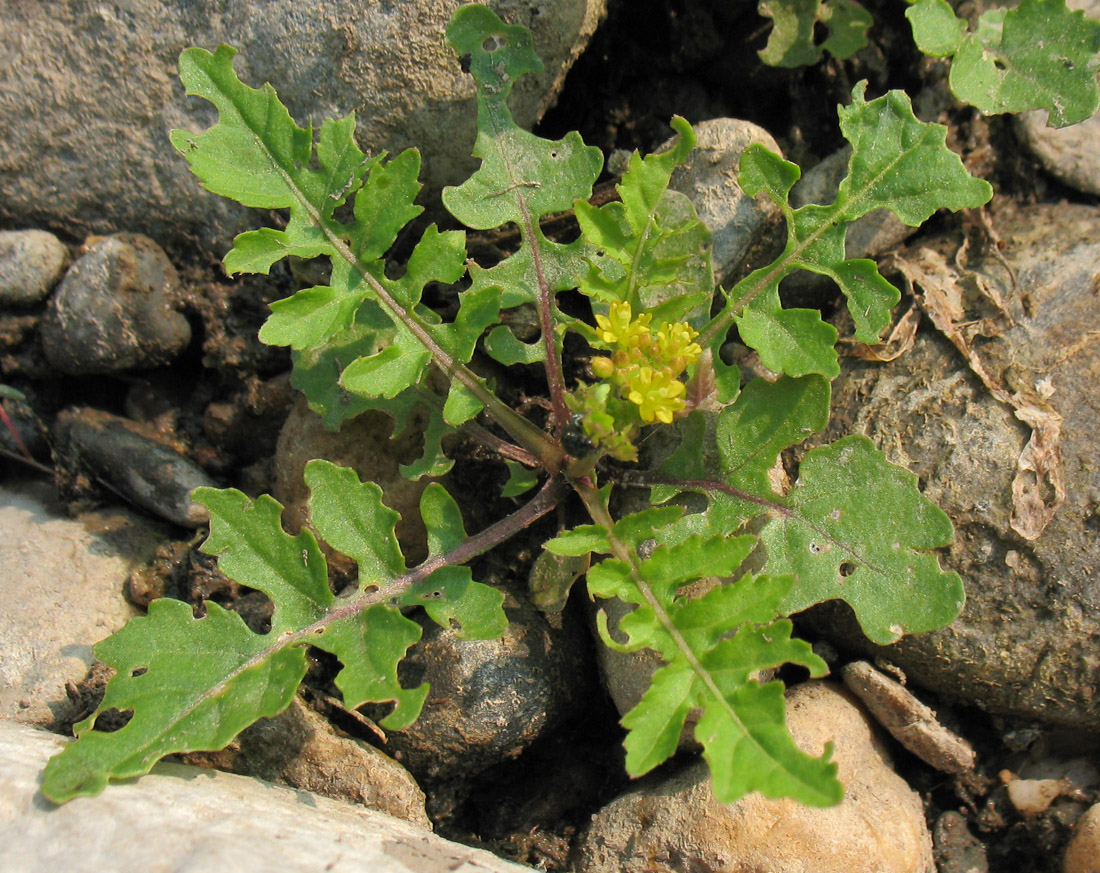 Изображение особи Rorippa palustris.