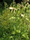 Cirsium oleraceum