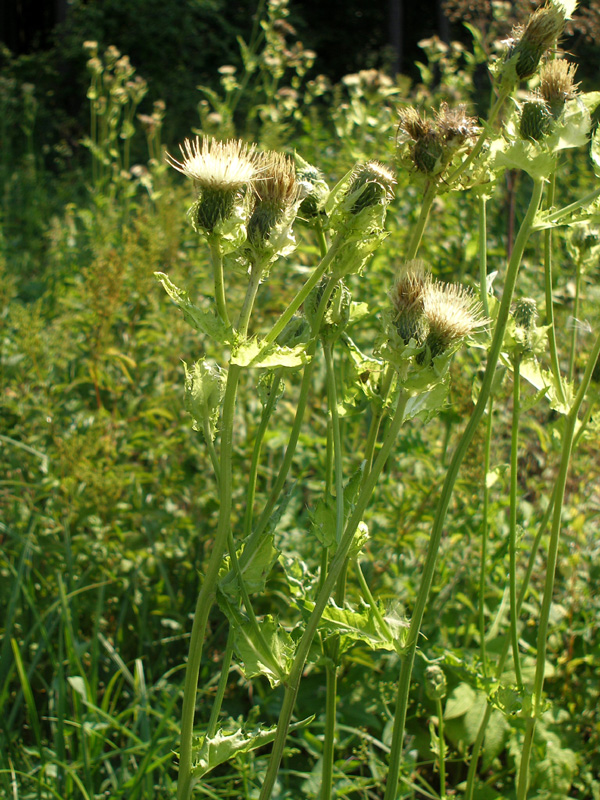 Image of Cirsium oleraceum specimen.