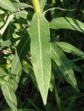 Euphorbia villosa. Лист. Украина, г. Запорожье, дно балки Березноватая. 04.06.2020.