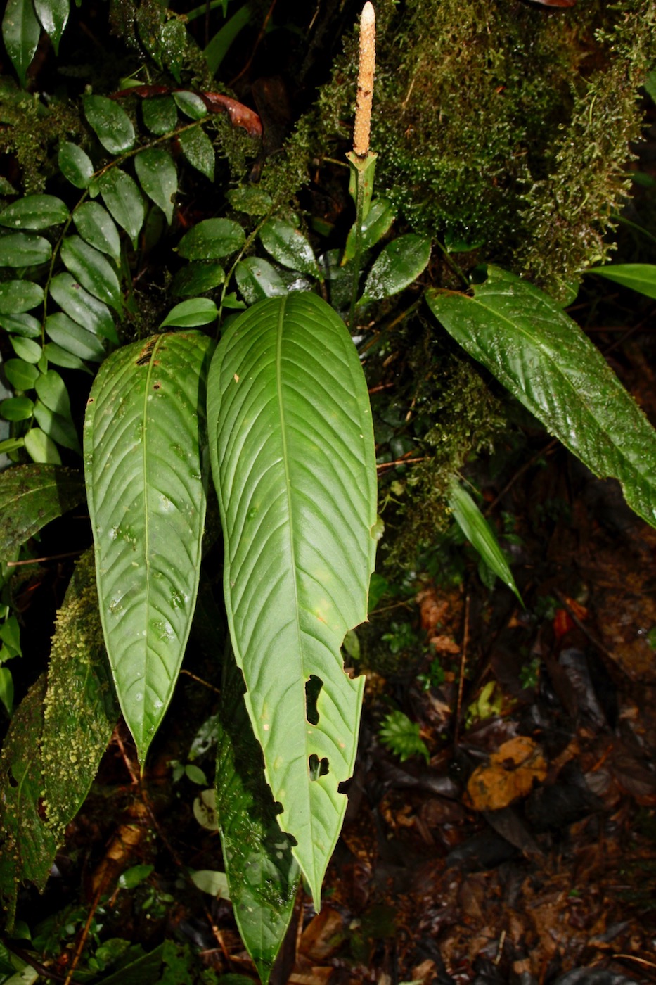 Image of Anthurium pallens specimen.