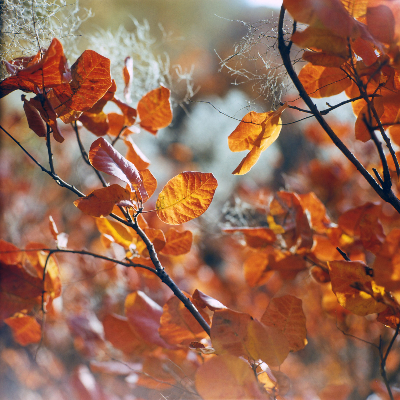 Изображение особи Cotinus coggygria.