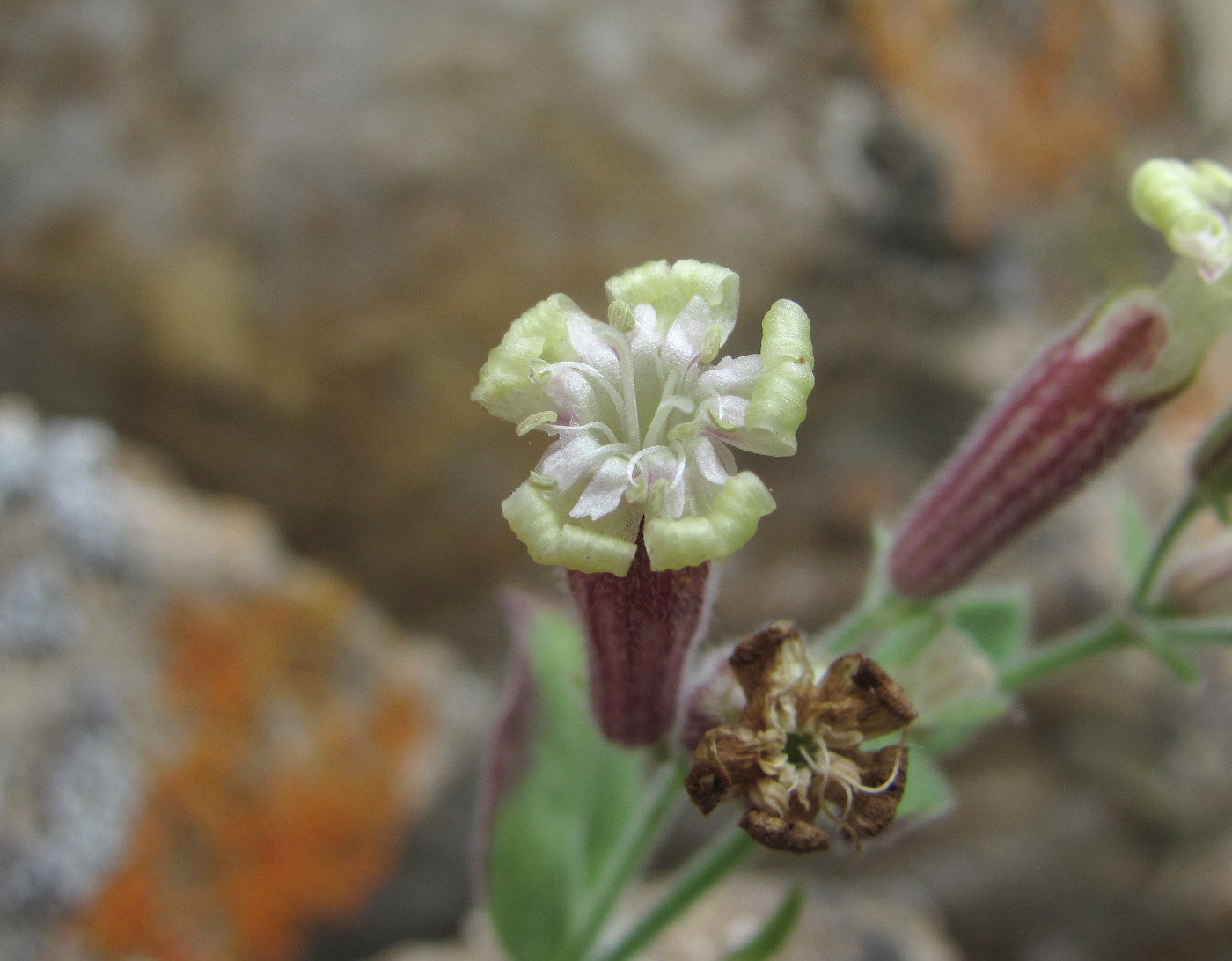 Image of Silene pygmaea specimen.