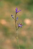 Cylindrocarpa sewerzowii