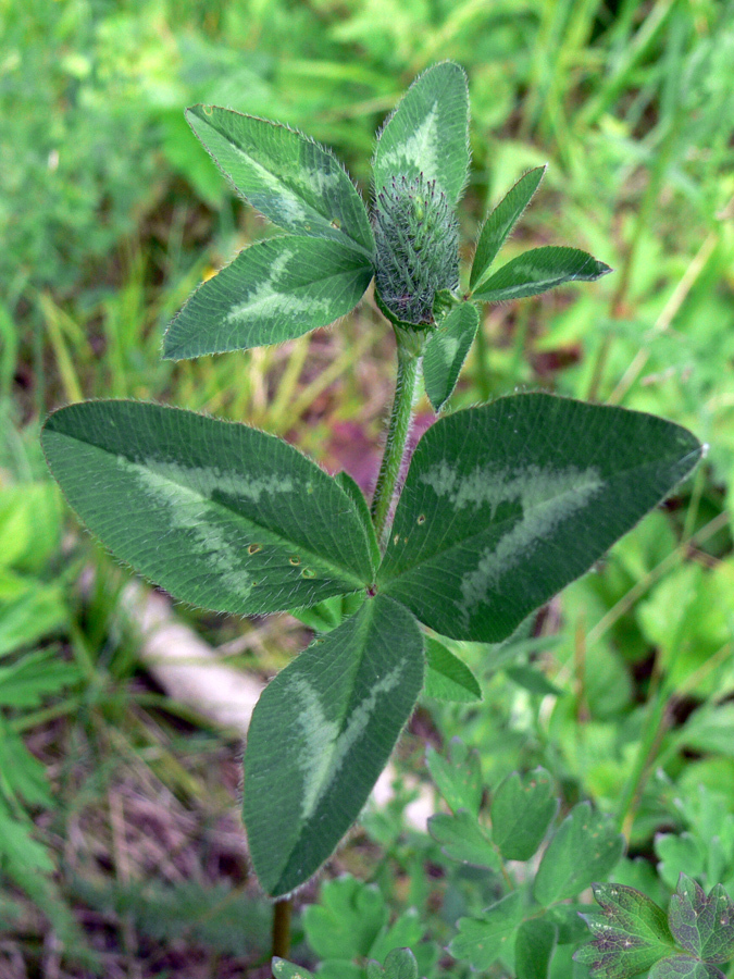 Изображение особи Trifolium pratense.