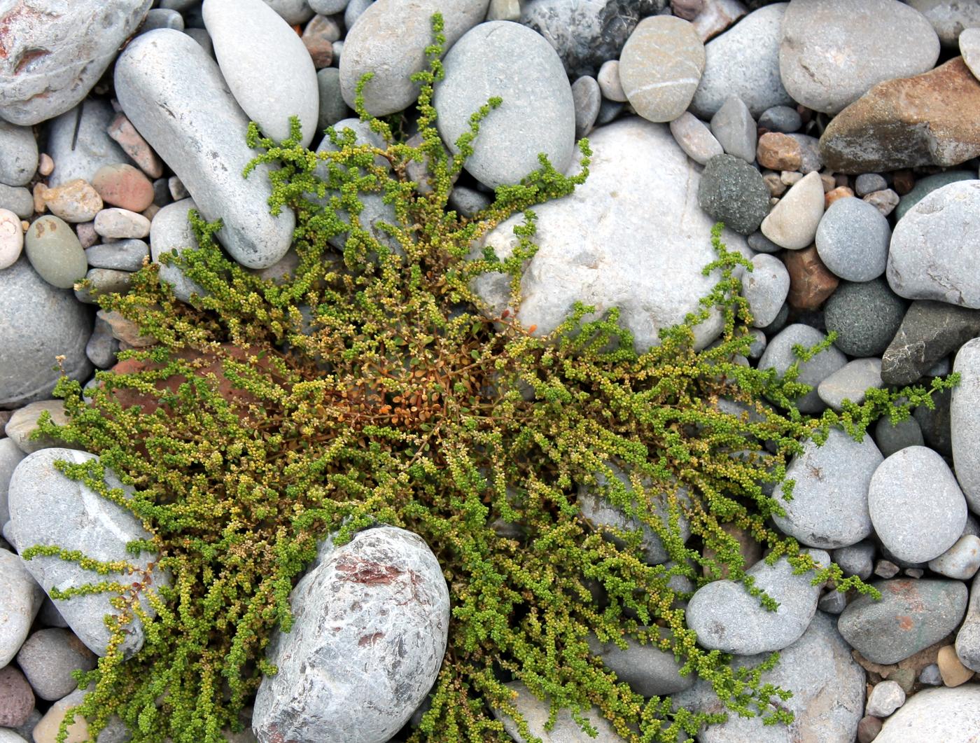 Image of Herniaria glabra specimen.