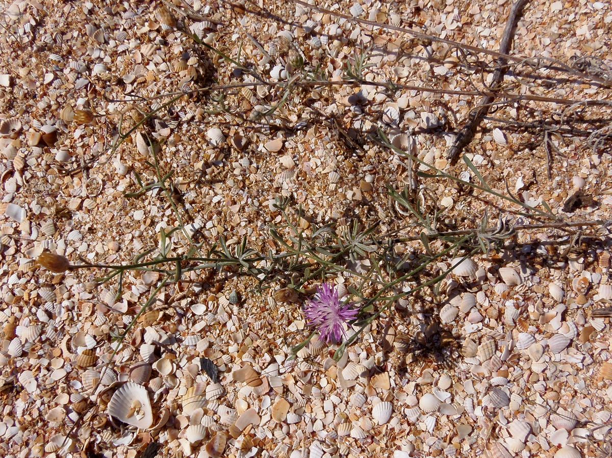 Image of Centaurea odessana specimen.