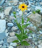 род Rudbeckia