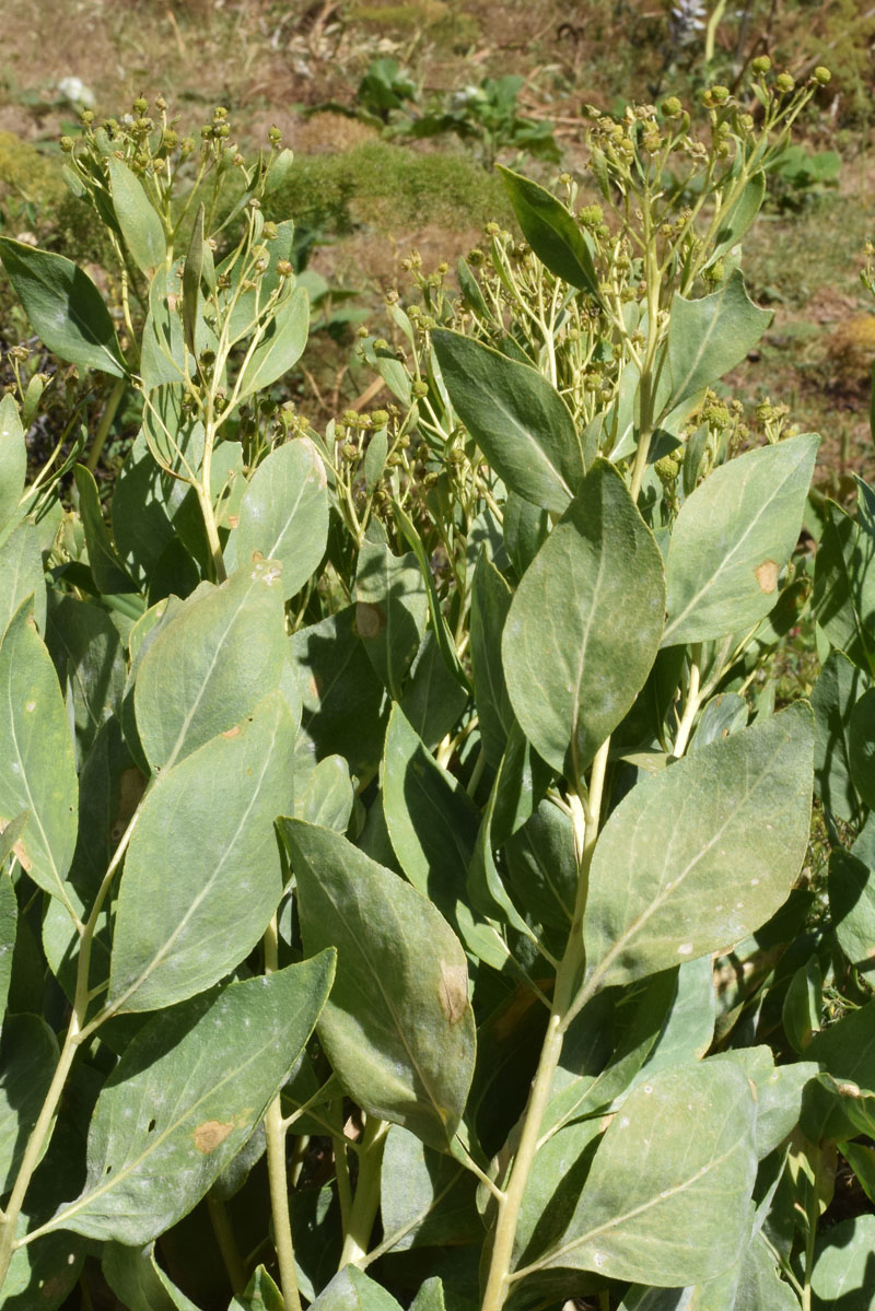 Image of Haplophyllum latifolium specimen.