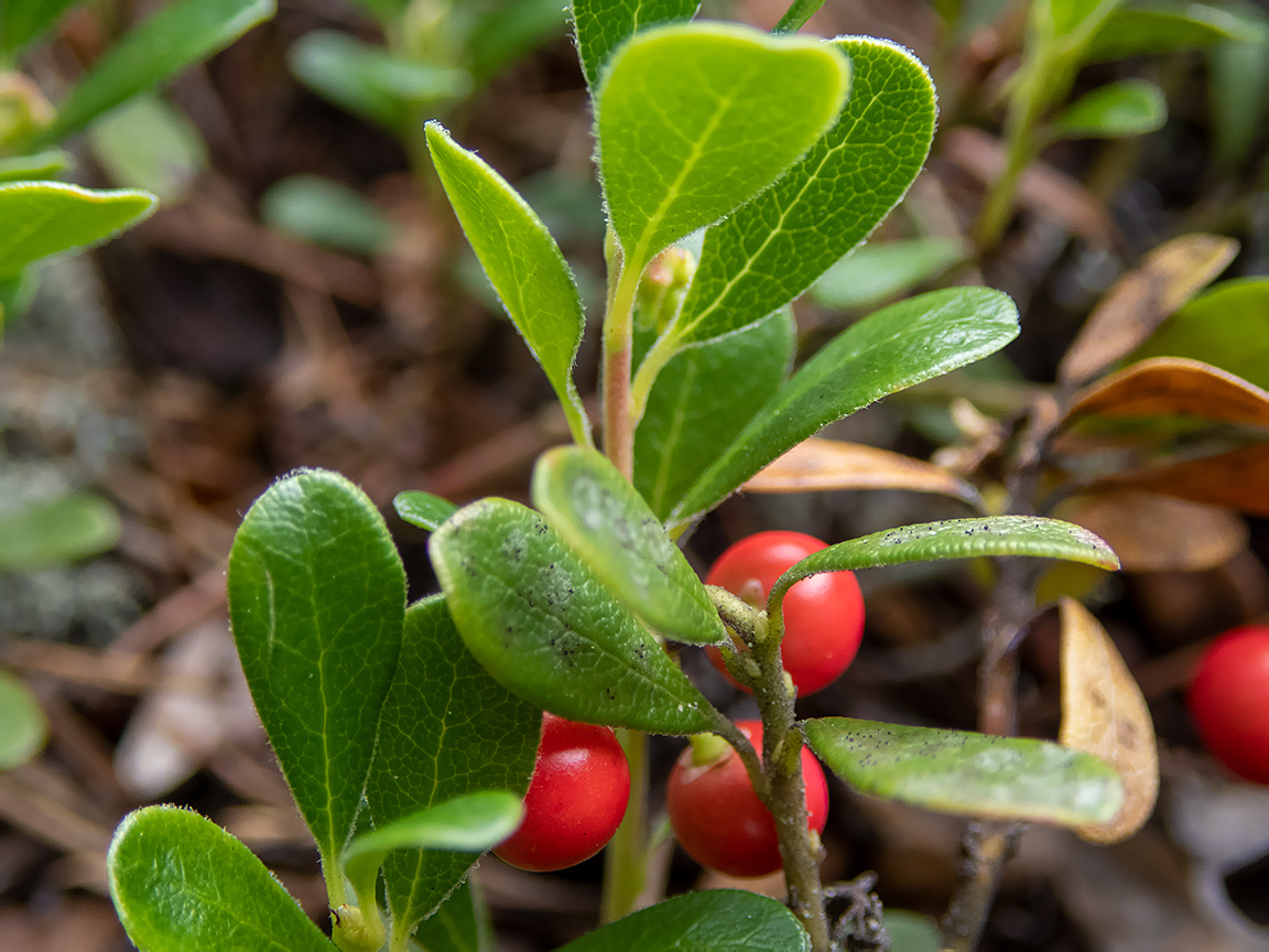 Изображение особи Arctostaphylos uva-ursi.