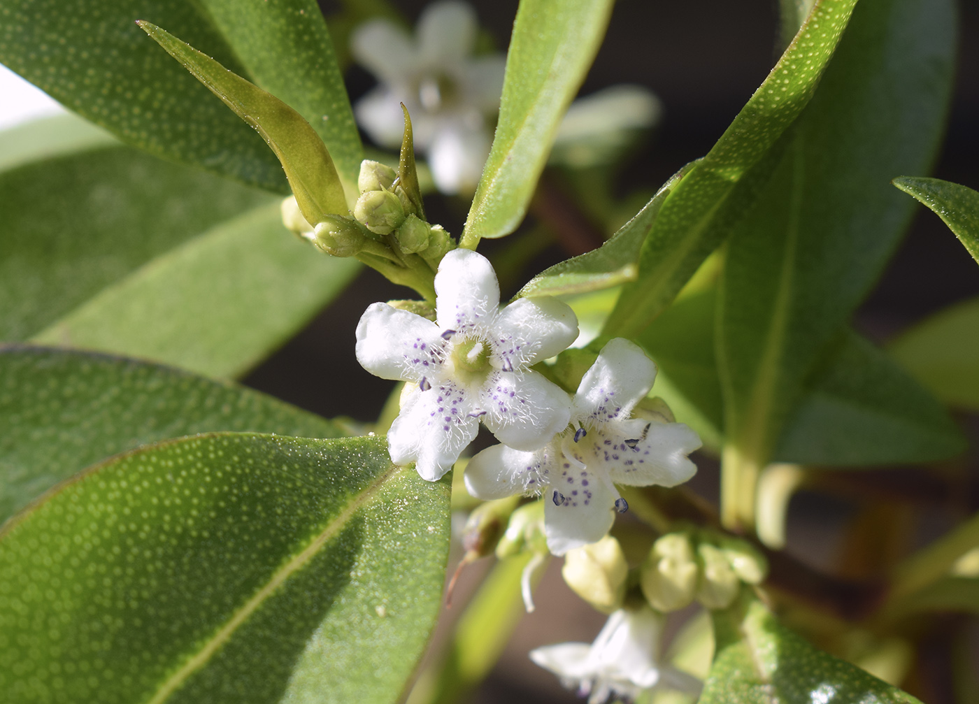 Image of Myoporum laetum specimen.