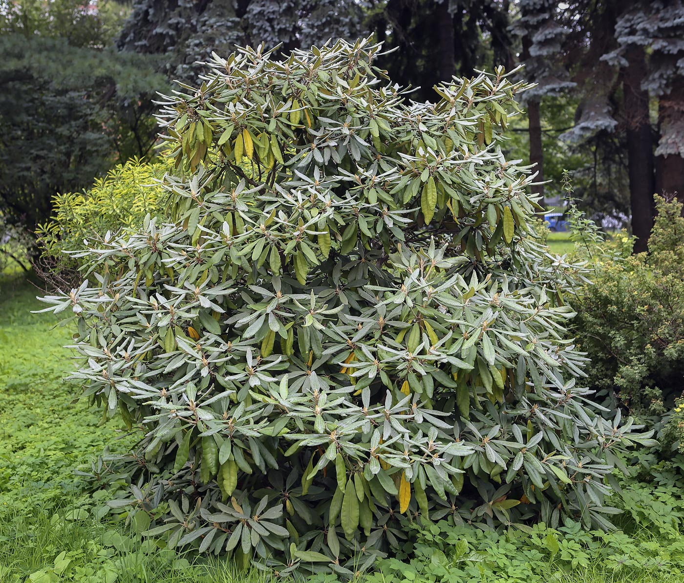 Image of Rhododendron smirnowii specimen.