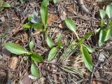 genus Plantago