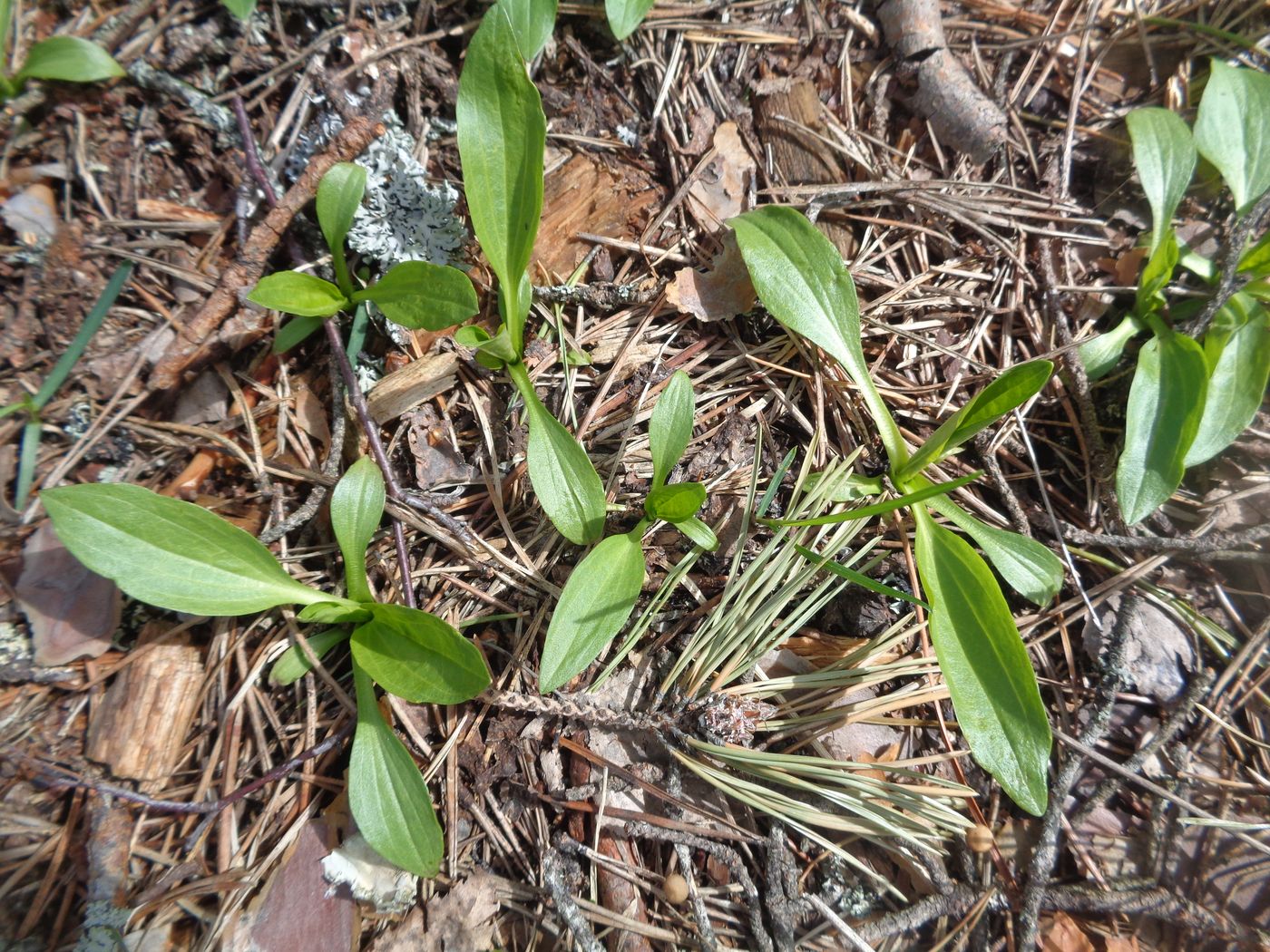 Изображение особи род Plantago.