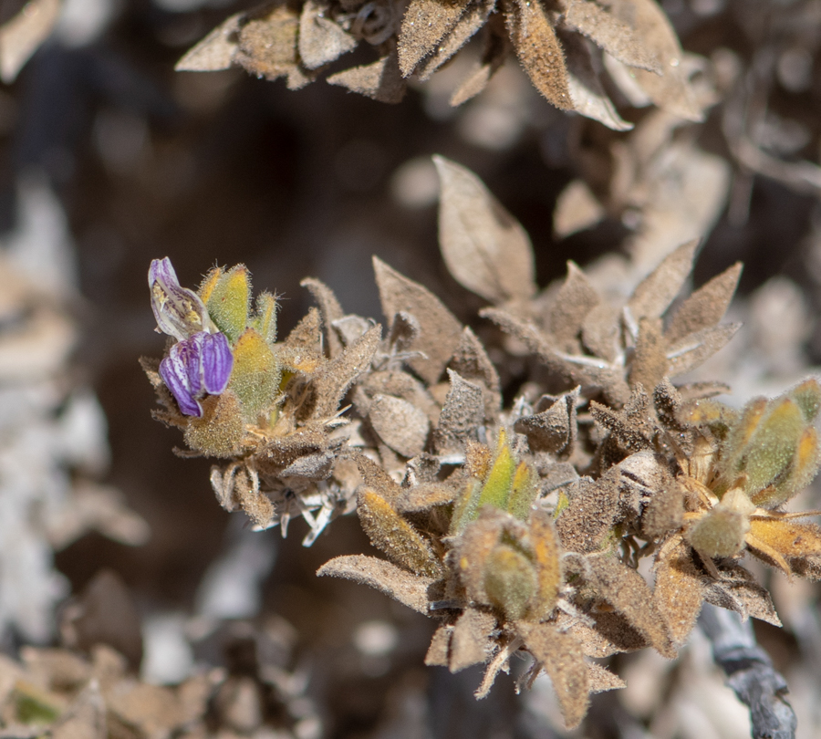 Image of Justicia cleomoides specimen.