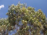 род Corymbia. Крона цветущего и плодоносящего дерева. Австралия, Северные Территории, горная система Восточный Макдоннелл (East MacDonnell), заповедник \"Emily and Jessie Gaps\", берег высохшего ручья. 24.10.2009.