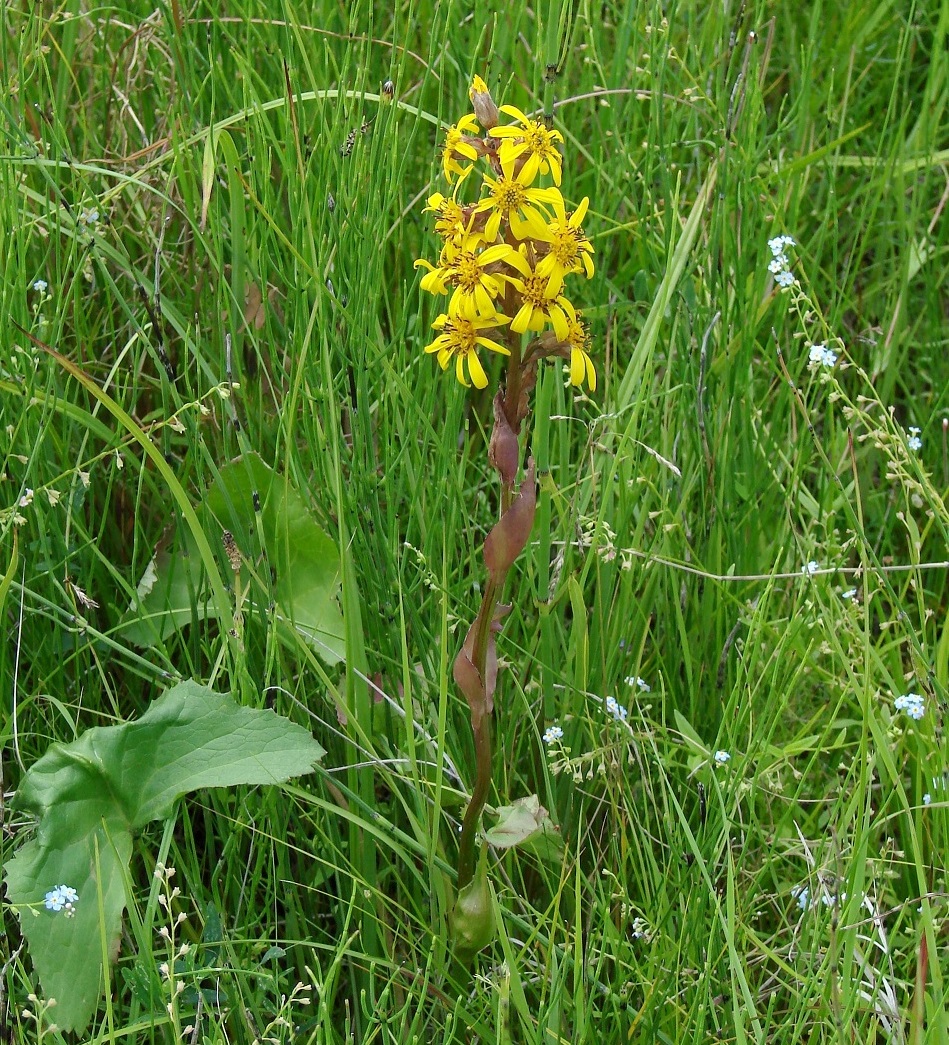 Image of Ligularia sibirica specimen.