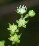 Image of taxon representative. Author is Вера Волкотруб