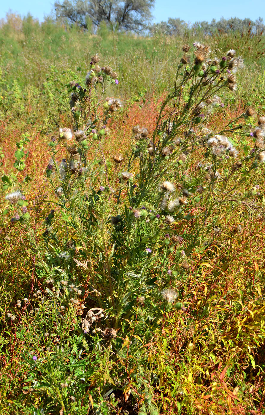 Image of Cirsium vulgare specimen.