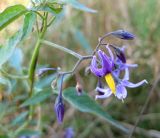 Solanum dulcamara. Верхушка побега с соцветием. Украина, Волынская обл., Ратновский р-н, с. Залухов, луг на берегу озера Волянское. 3 августа 2010 г.