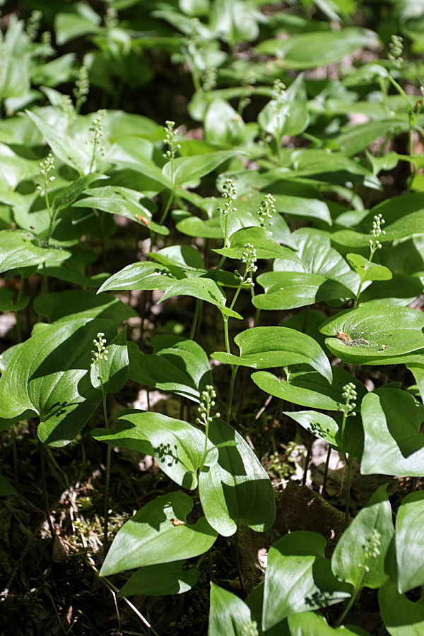 Изображение особи Maianthemum bifolium.