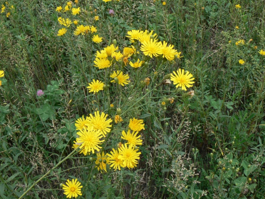 Изображение особи Hieracium umbellatum.