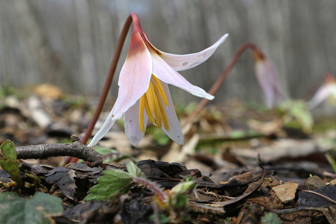 Image of Erythronium caucasicum specimen.